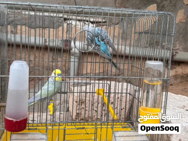 كوبية بقلينو
