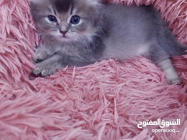 قطط صغيره للبيع بسعر رمزي