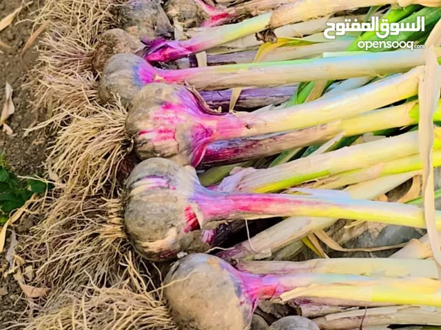 ثوم الجبل الأخضر
