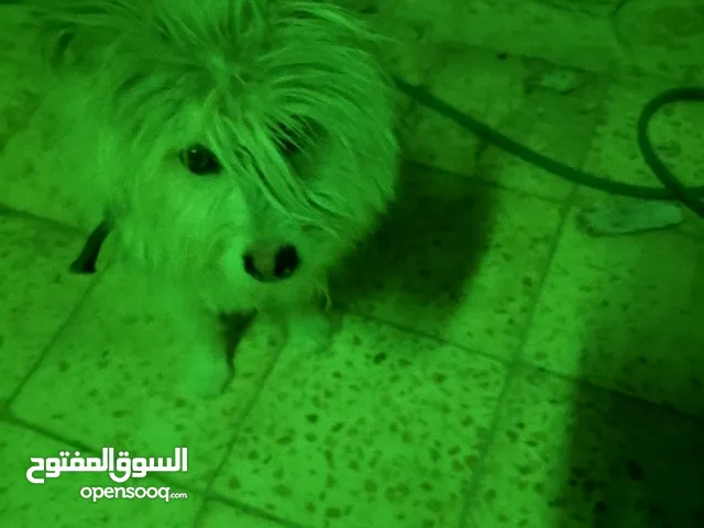 كلب لا البيع