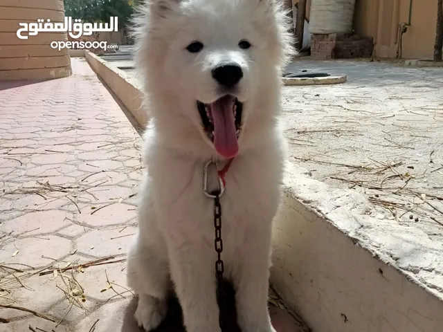 Pure Samoyed male puppy 4 months old