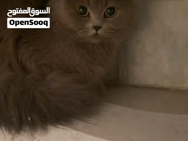 للتبني قطوه