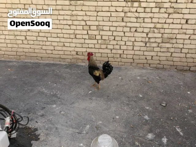 العمر سنه