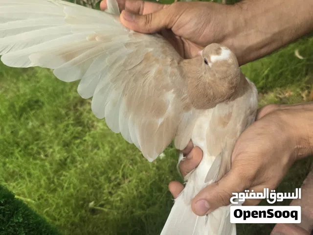 متااح زوج وتك حمام لوت اصفر الحمام كله نظيف وبصحه جيده ليريدهن يجي خاص ويدلل