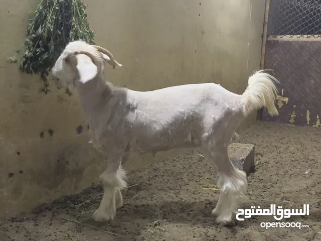 سخله من خلال الرحوب