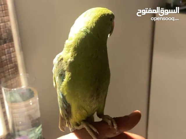 للبيع ببغاء درة هندي اخضر (على السوم حدي فيه 500)