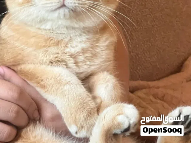 سكوتش فولد للتزاوج  Scottish fold for mating