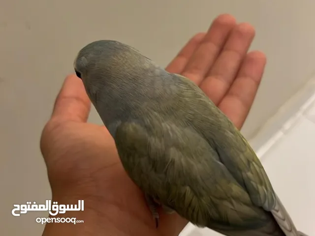 روز انثى العمر سنتين