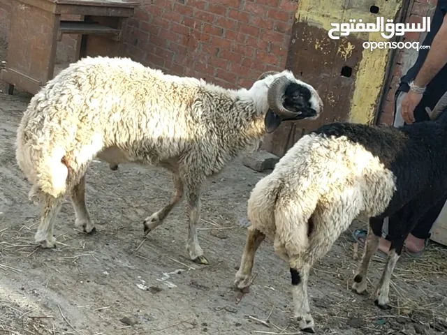 بسم الله الرحمن الرحيم السبت31/5/2025 متاح دكرين خروفين تربيه بيتي السن 12شهر كاسرين جوز ميزان الخر