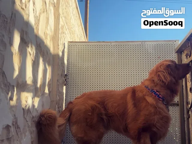 قولدن ريتريڤر