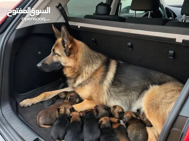 جراوي جيرمن