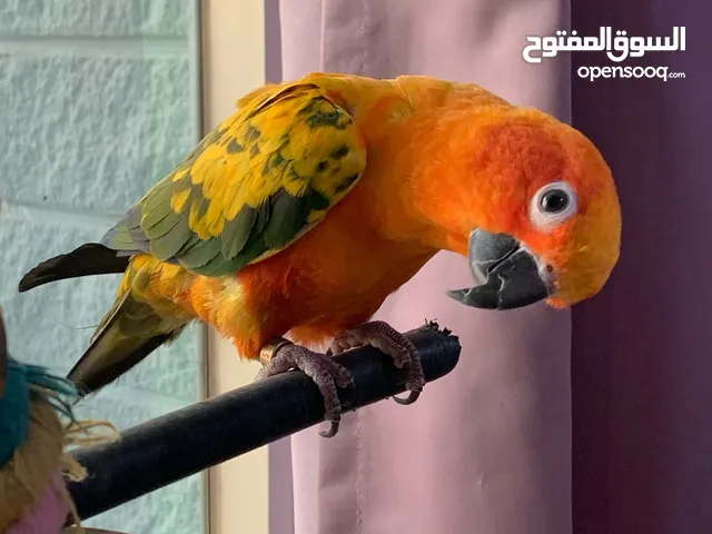 زوج كنيو ربوة قوية جدا