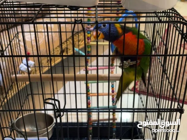 ببغاء ألوري العمر تغريبا 4 اشهر غابل للتفاوض بل معقول