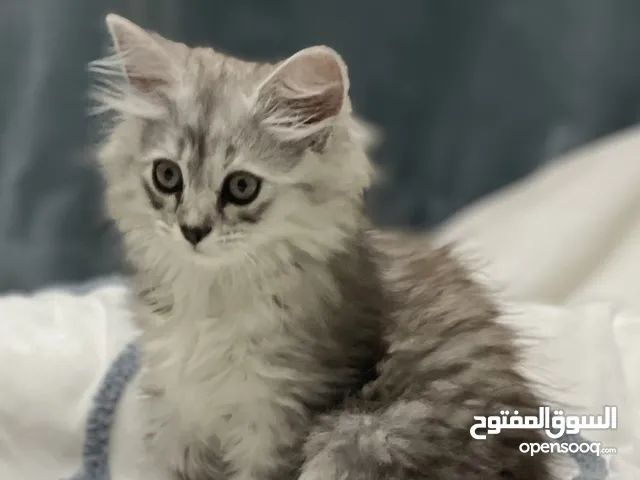 قطه شيرازيه للبيع