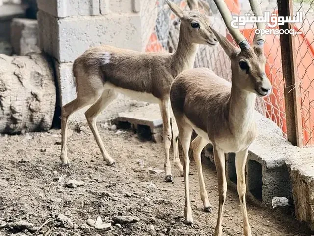 لدينا غزلان