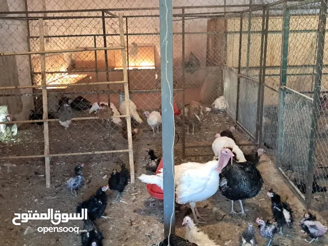 بيع دجاج بلدي وبراهمة وفازان ووز