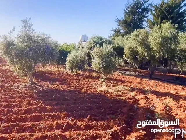 Farm Land for Sale in Amman Umm Al-Amad