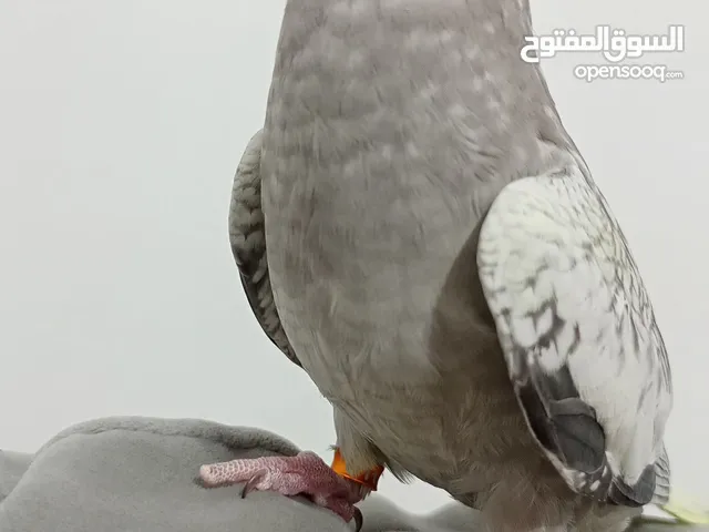 متوفر 2 كوكتيل حبشي ذكور واحد اليف جوز درة اول خيره وجوز كوكتيل منتج وجوز حب كله بقفاص