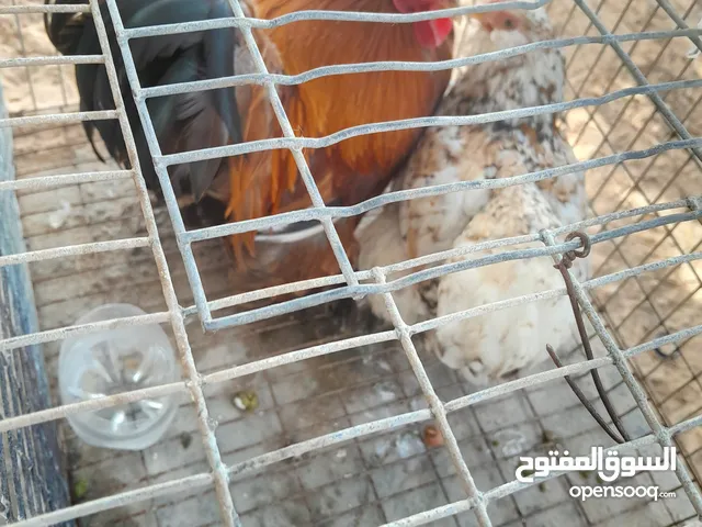 استرالي للبيع
