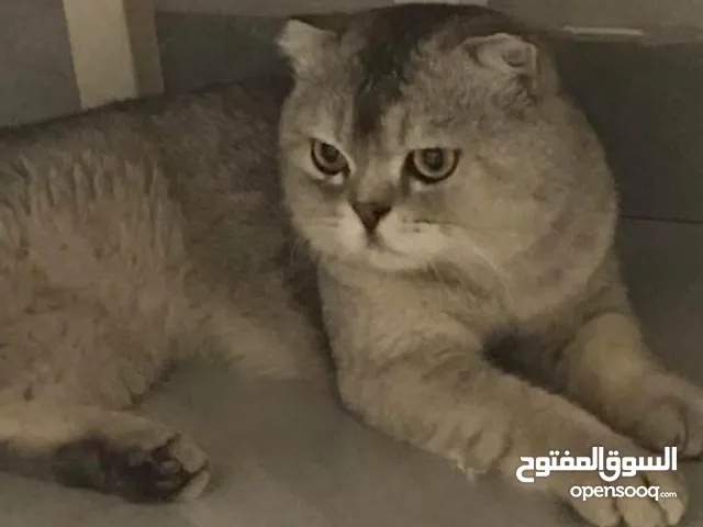 اسمة توتي ذكر سكوتش فولد