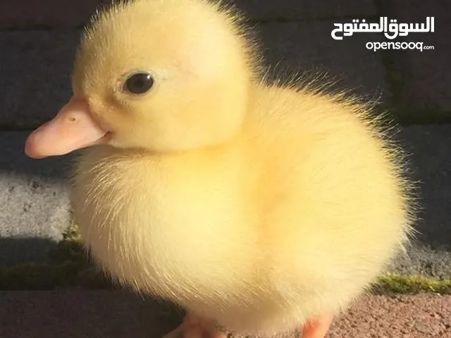 بكاكيرر نخب اول