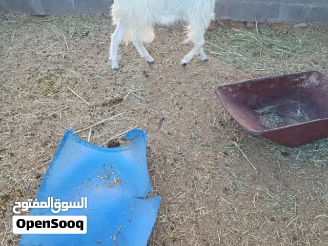 للبيع تس مخصي