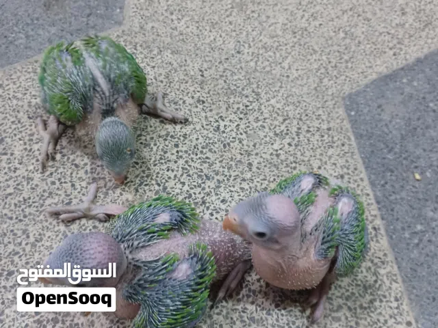 ببغاء دره هندي أفراخ للبيع