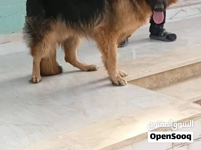 دكر جامبو 9شهور بس بي الاوراق متابعه كزيوني الرقم ف الوصف