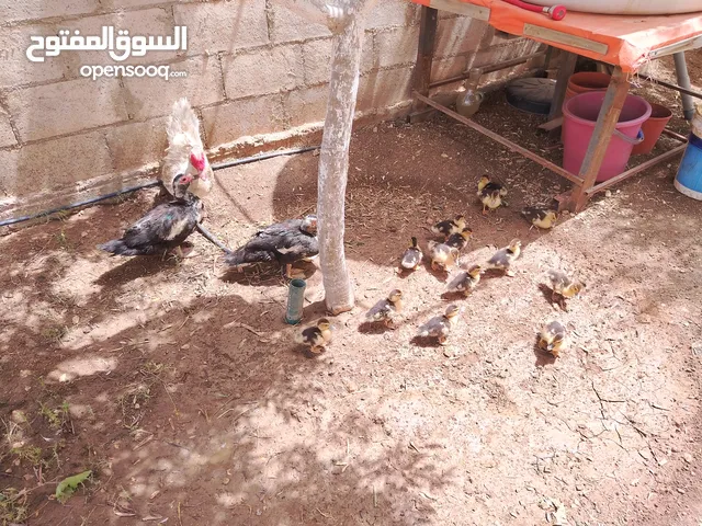 بط بلدي شغال ومكفول
