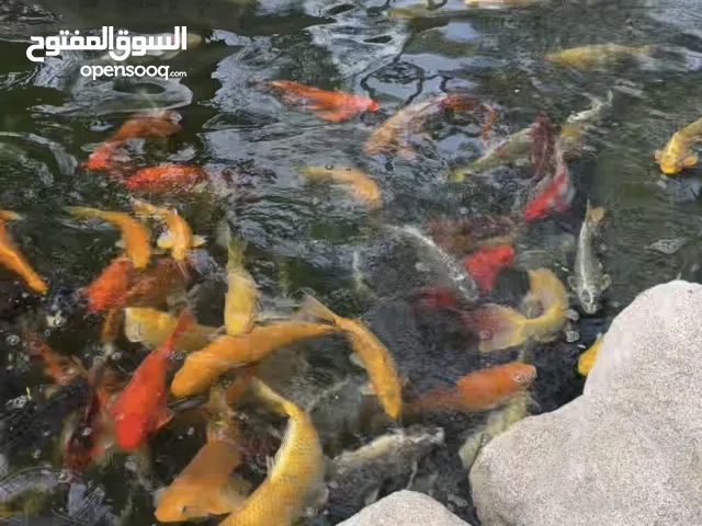 Different size Koi fish