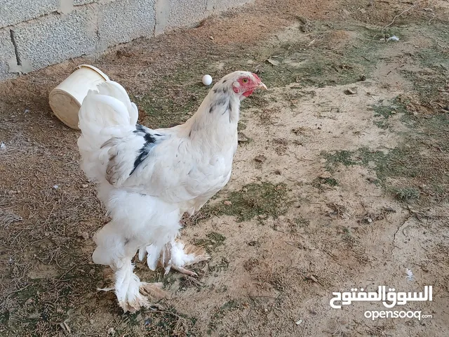 سلام عليكم يوجد فروج براهما الما اكحل