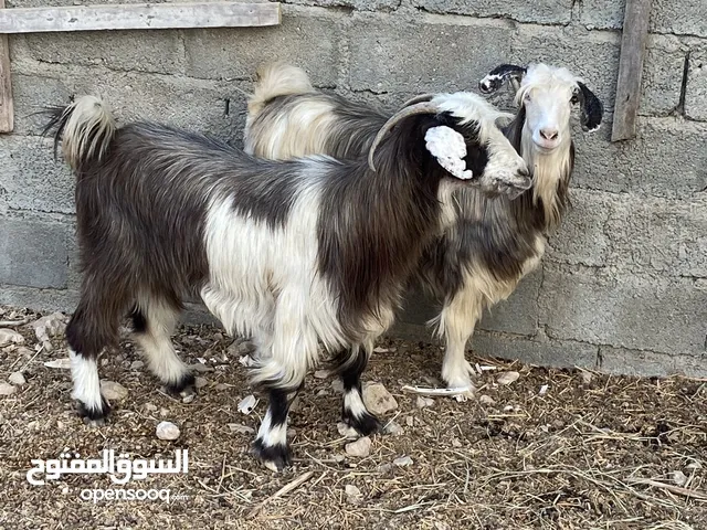 هوش عمانيات ماشاء الله حلال طيب بغيت تربيه او ذبح