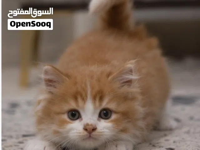 قطط بيع الجاد يدخل