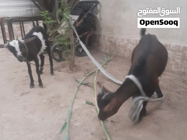 ماعز قطري و بلجيكي