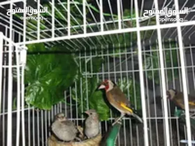 جوز حسون منتج سعر حرق حرق حرق مستوى اول باذن الله تعالى صحه ونضافه جوز بصلاه على نبي حبات رسم