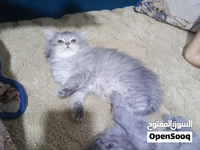 قطط للبيع لونهم رصاصي عمر شهرين