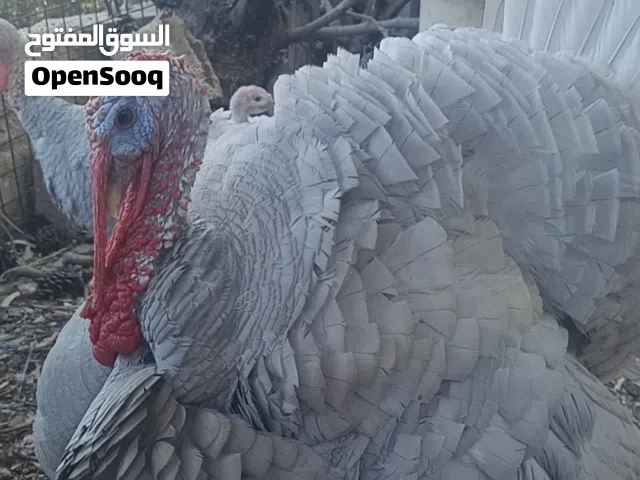 حبش المنيوم شغال للبيع