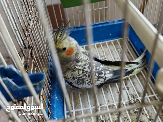 جوز وطيره للبيع
