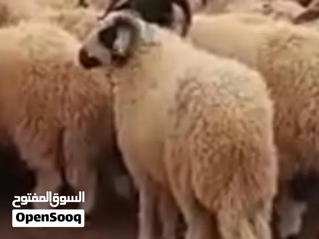دبح اضاحي العيد 130دينار دبح سلخ تقطيع علي اربعه