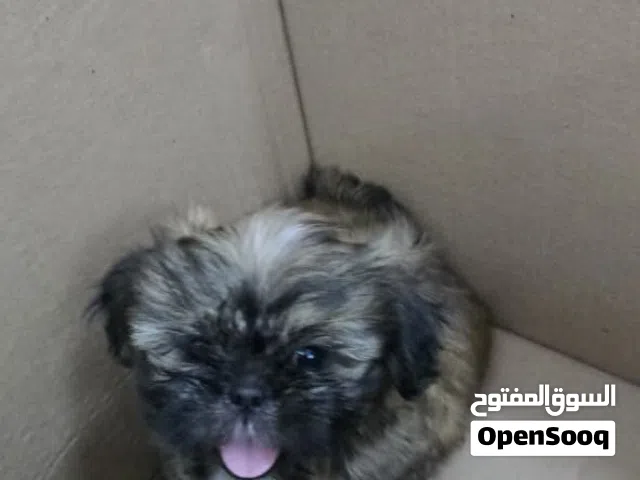 شيتزوا للبيع