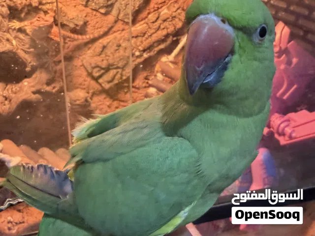 Indian ring neck parrot