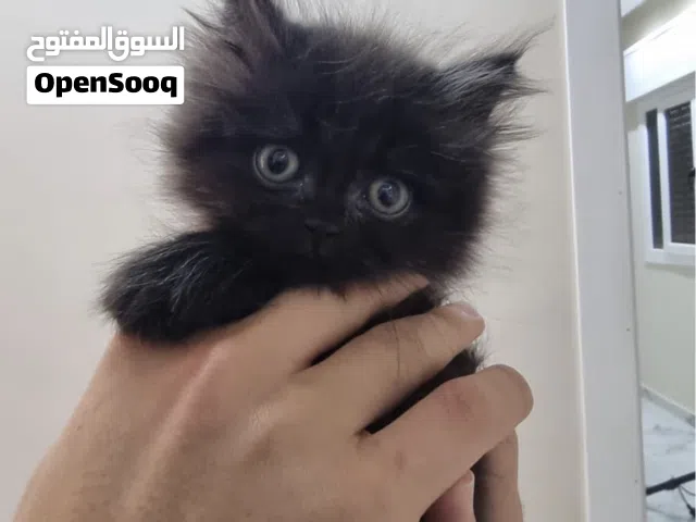 قط شيرازي لون اسود عمر 45 يوم ذكر