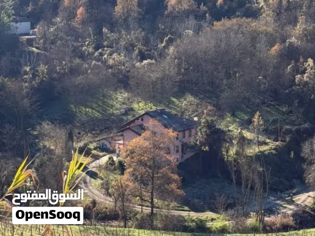 نخل برحي مع الفسايل