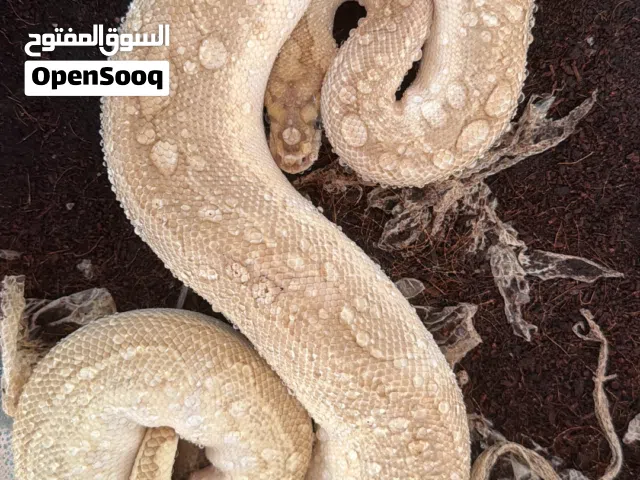 Ball python lesser clown female adult