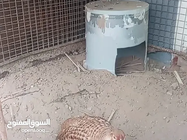صفارد باكستانيه جامبو