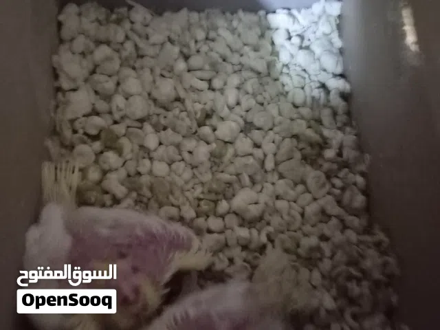 فراخ كوكتيل زق يدوي للبيع