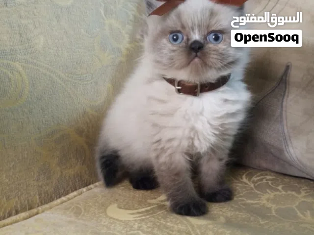 كتن هملايا شوكلت عمرها 50 يوم. انثى