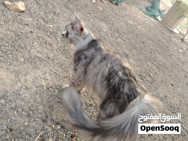 قطه شيرازيه جميله