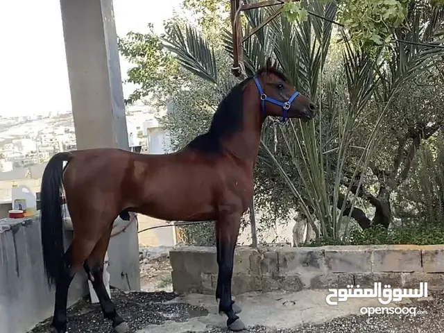 خيل عربي آصيل