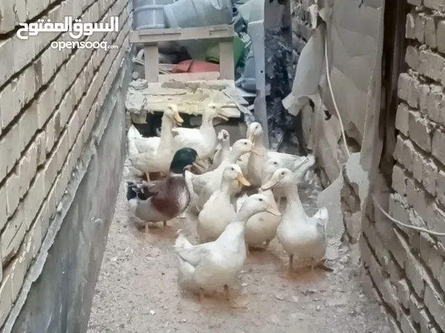 بشوش صيني وخضيري للبيع او مراوس بدجاج عربي 11وحده والوحده